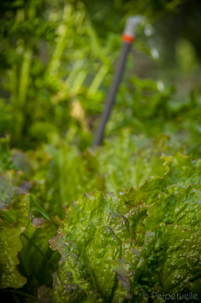 Arrosage du potager permaculture  les meilleurs systèmes et astuces —  Rubus Services