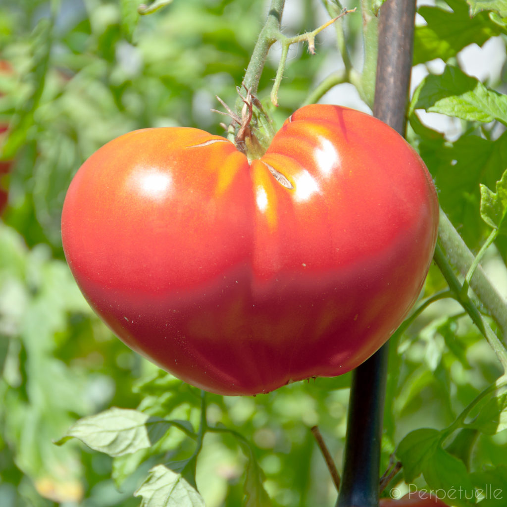 Tomate ancienne pour débuter un potager en permaculture