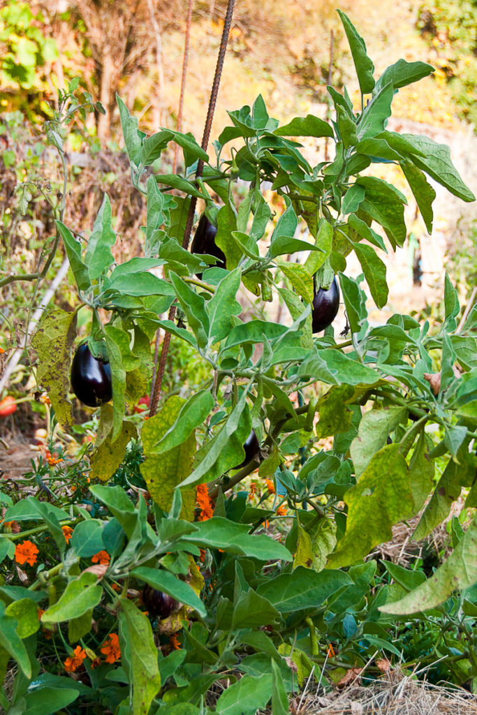 Aubergine : planter, cultiver, récolter
