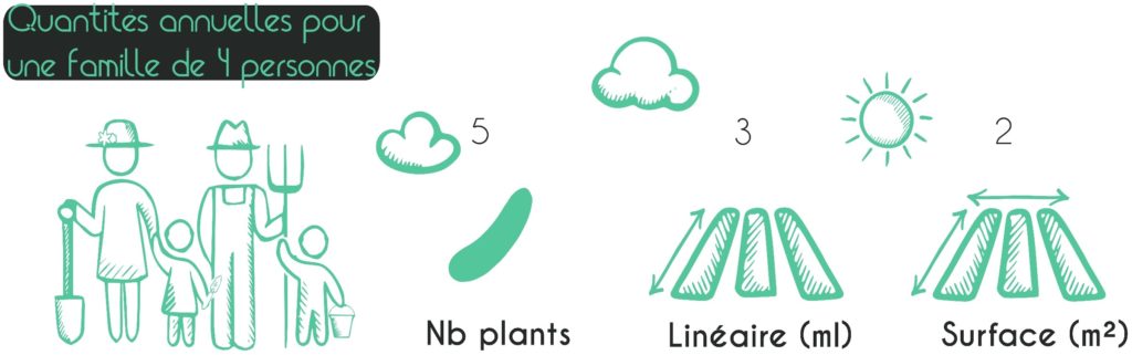 Autonomie en concombre au potager : nombre de plants, surface nécessaire