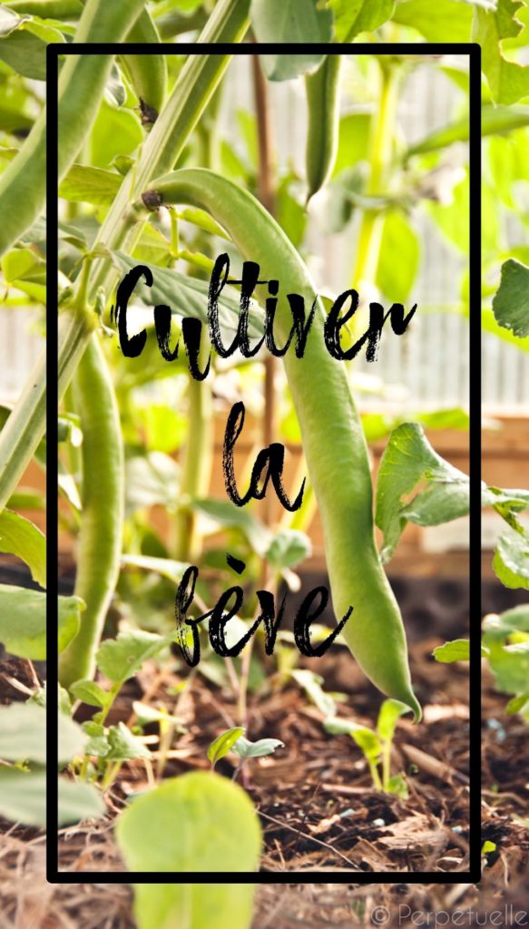 Cultiver la fève en permaculture
