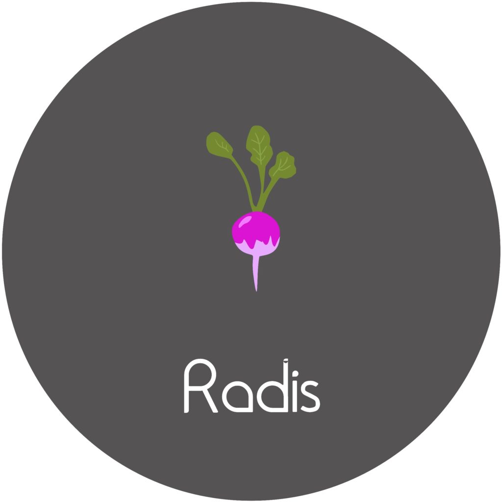 Fiche comment cultiver le radis en permaculture