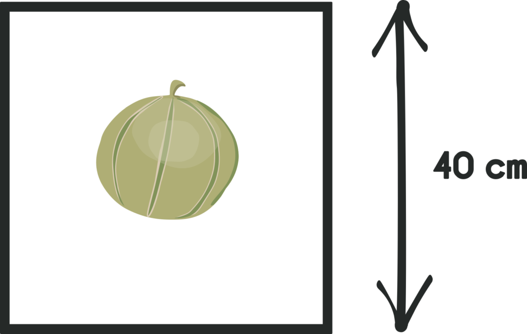 Cultiver le melon au potager en carré