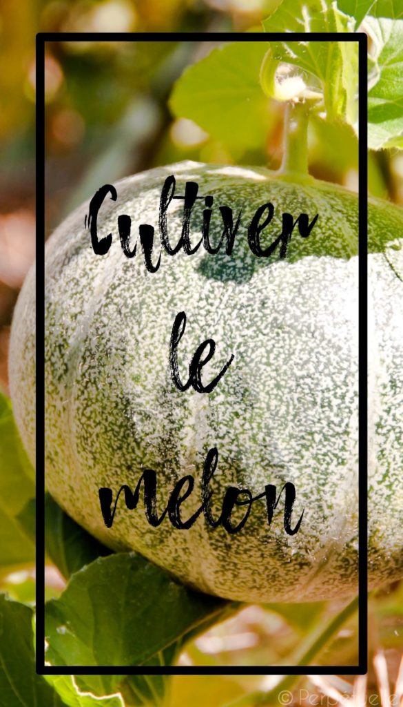 Cultiver le melon en permaculture