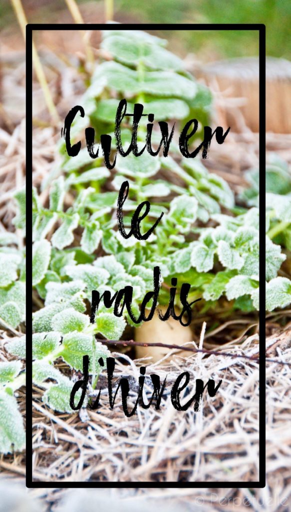 Cultiver le radis d'hiver en permaculture au potager