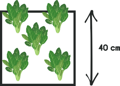 Comment cultiver l'épinard