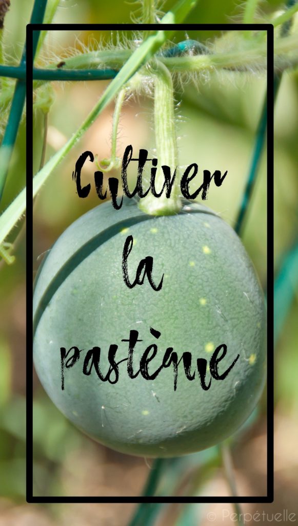Cultiver la pastèque au potager en permaculture