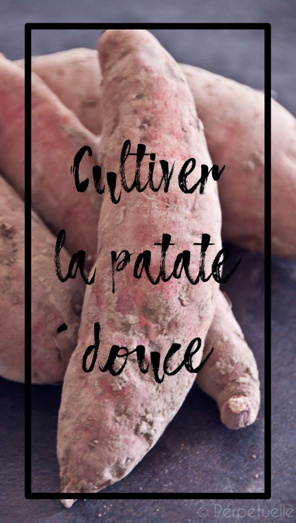 Cultiver la patate douce au potager en permaculture
